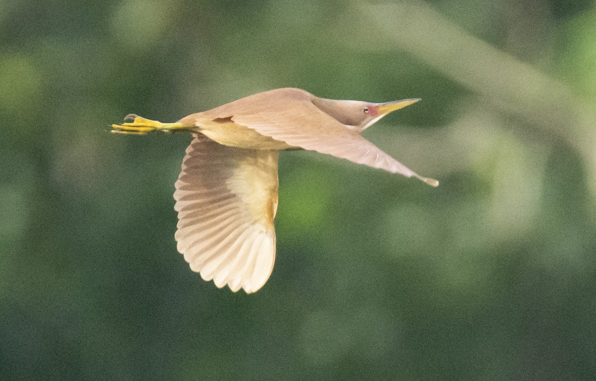 Cinnamon Bittern - ML620532049