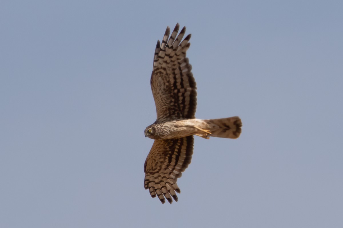 Hen Harrier - ML620532053