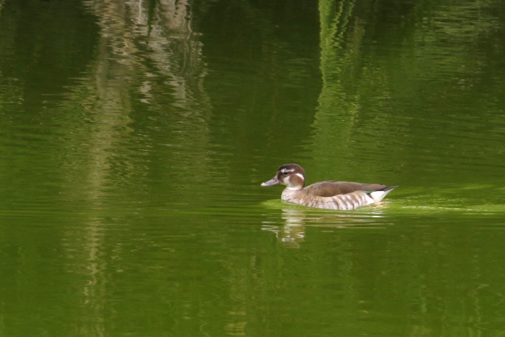 Canard à collier noir - ML620532054