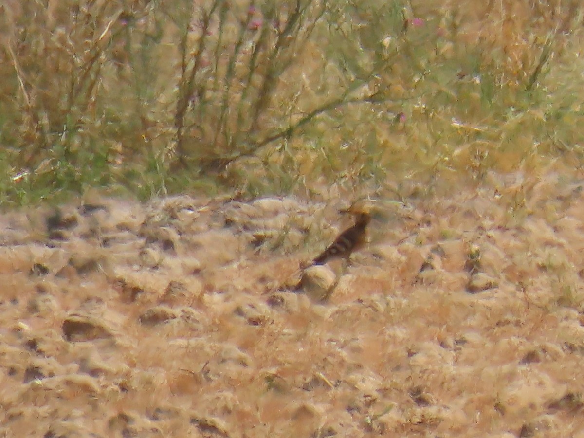 Eurasian Hoopoe - ML620532057