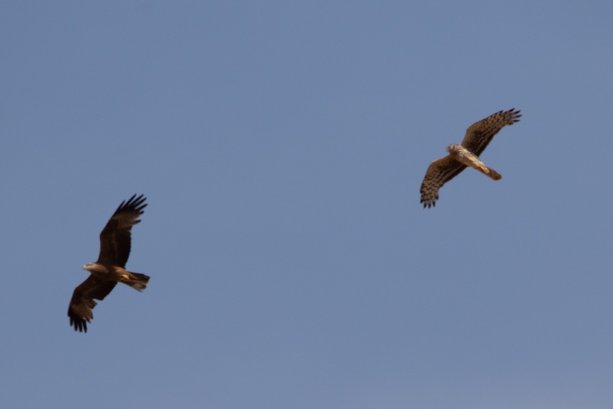 Hen Harrier - ML620532058