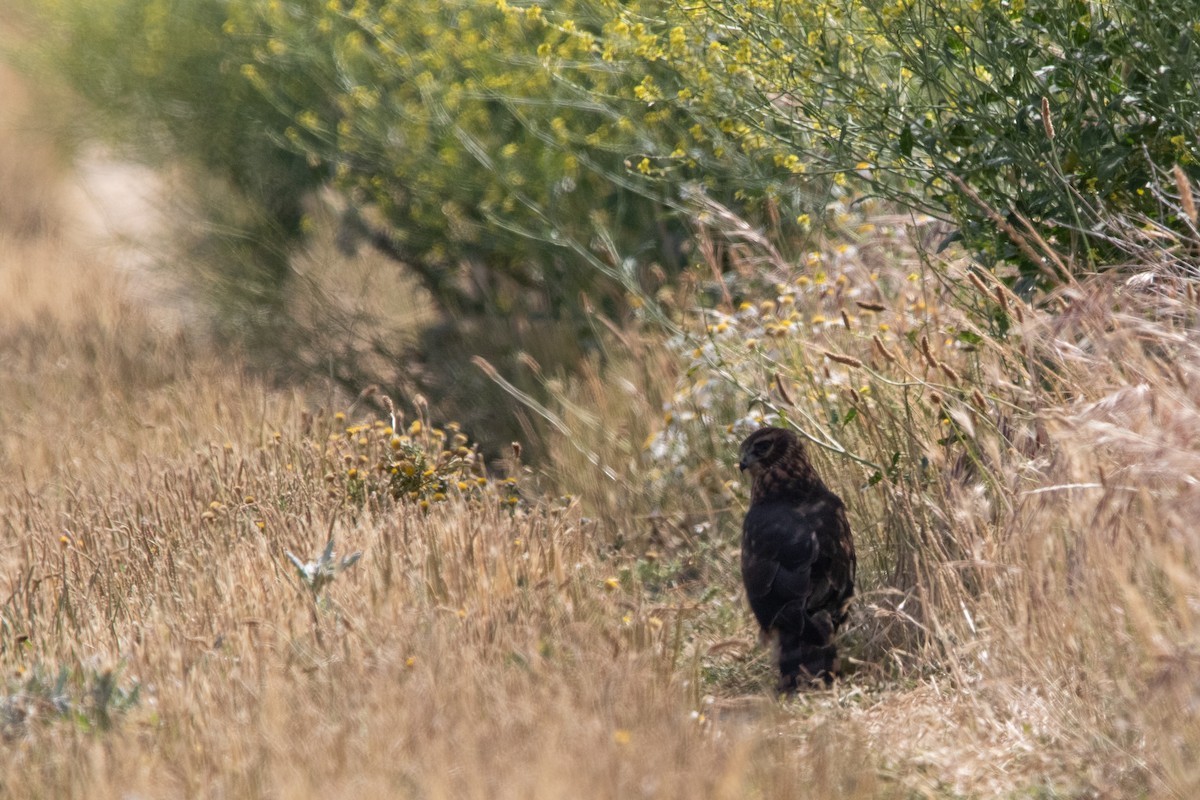 Hen Harrier - ML620532064