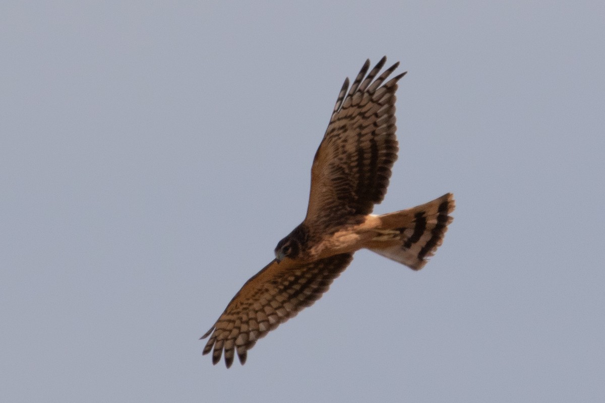 Hen Harrier - ML620532075