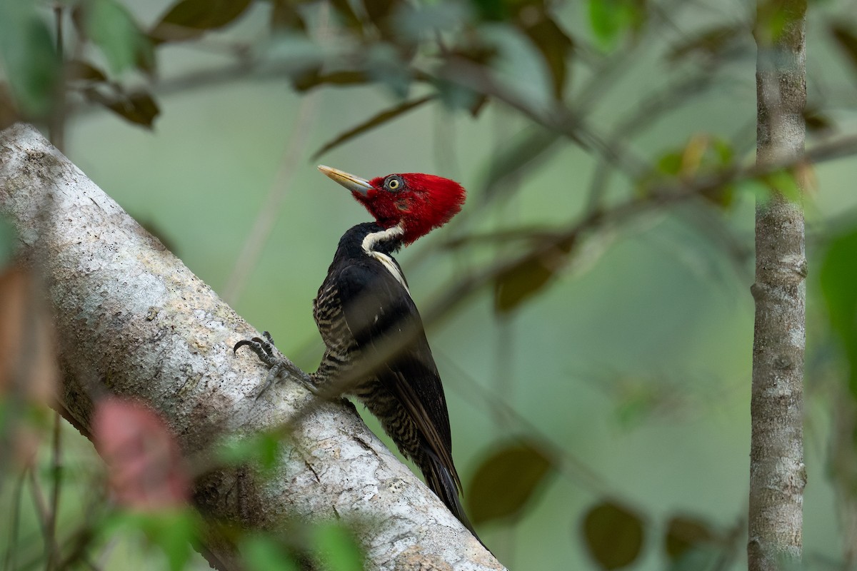 Pale-billed Woodpecker - ML620532080