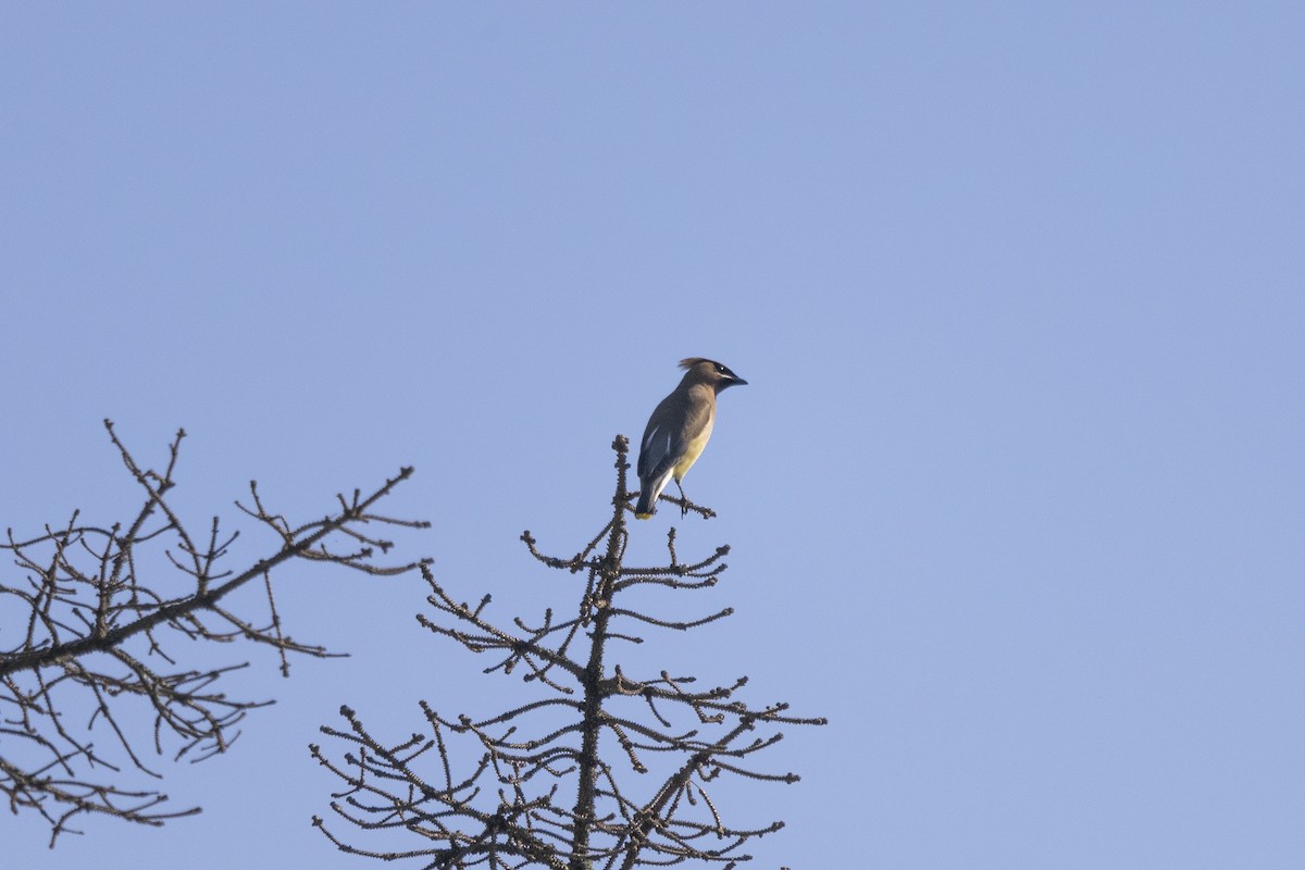 Cedar Waxwing - ML620532081