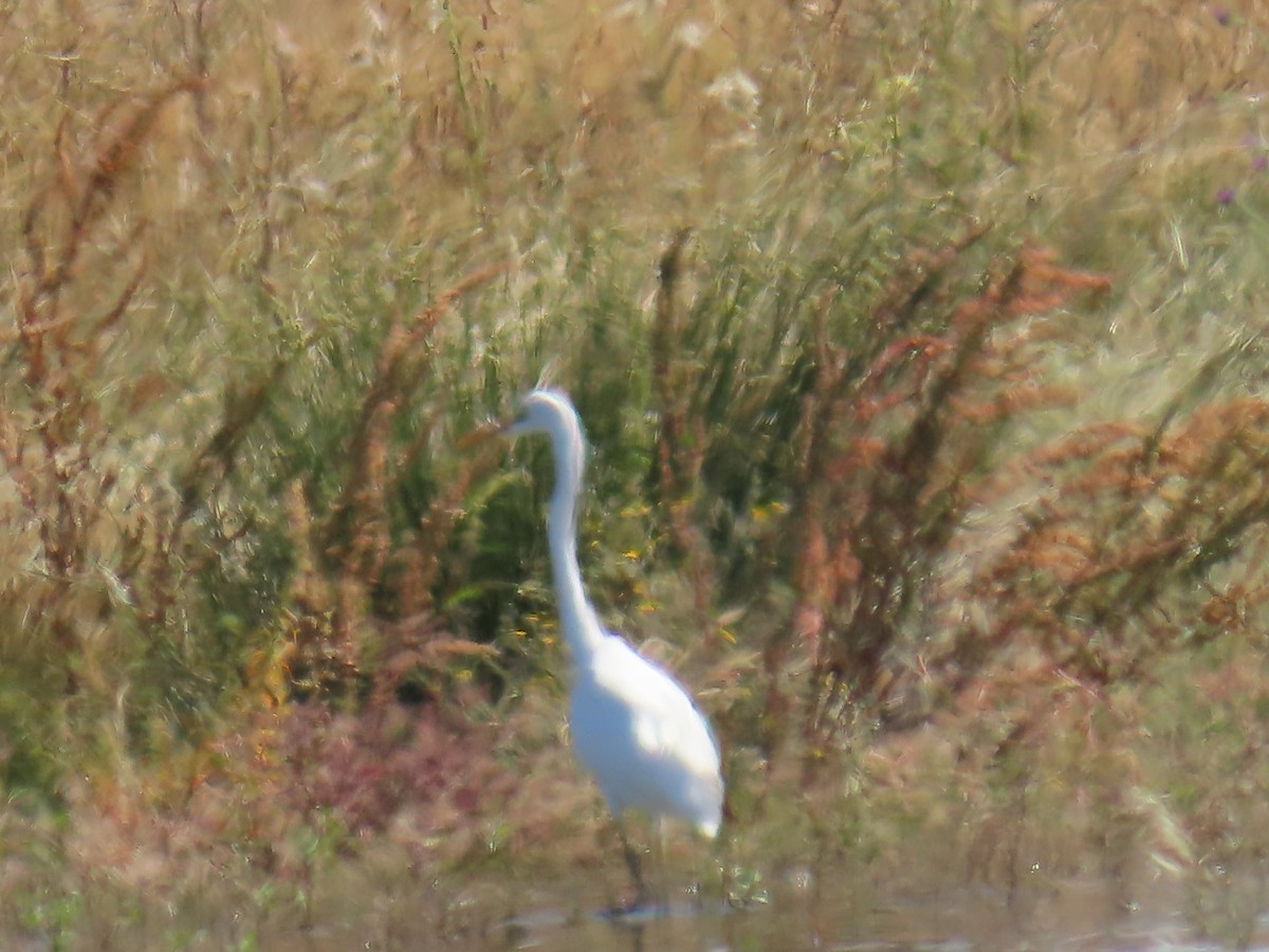 Great Egret - ML620532082