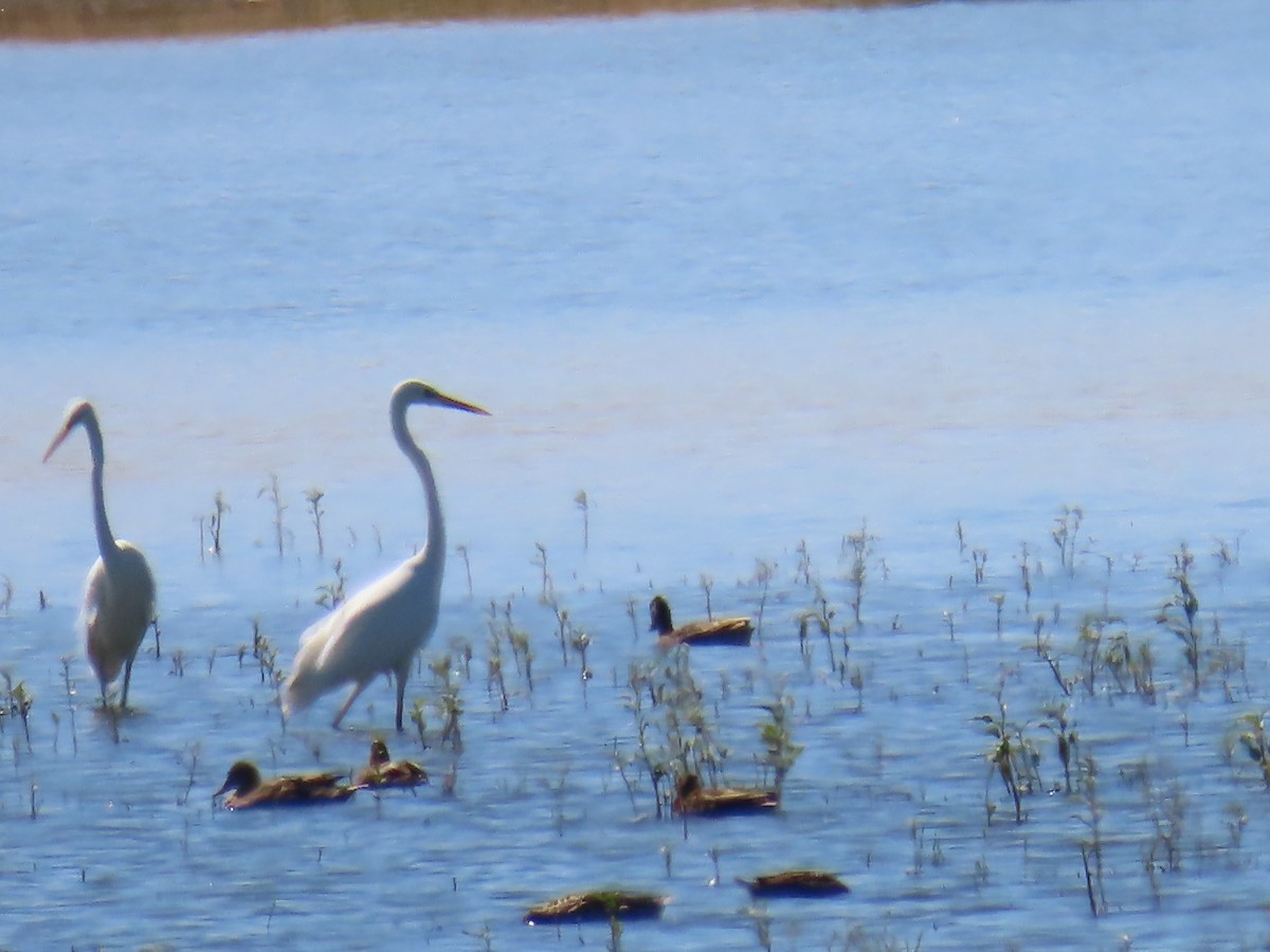 Great Egret - ML620532083