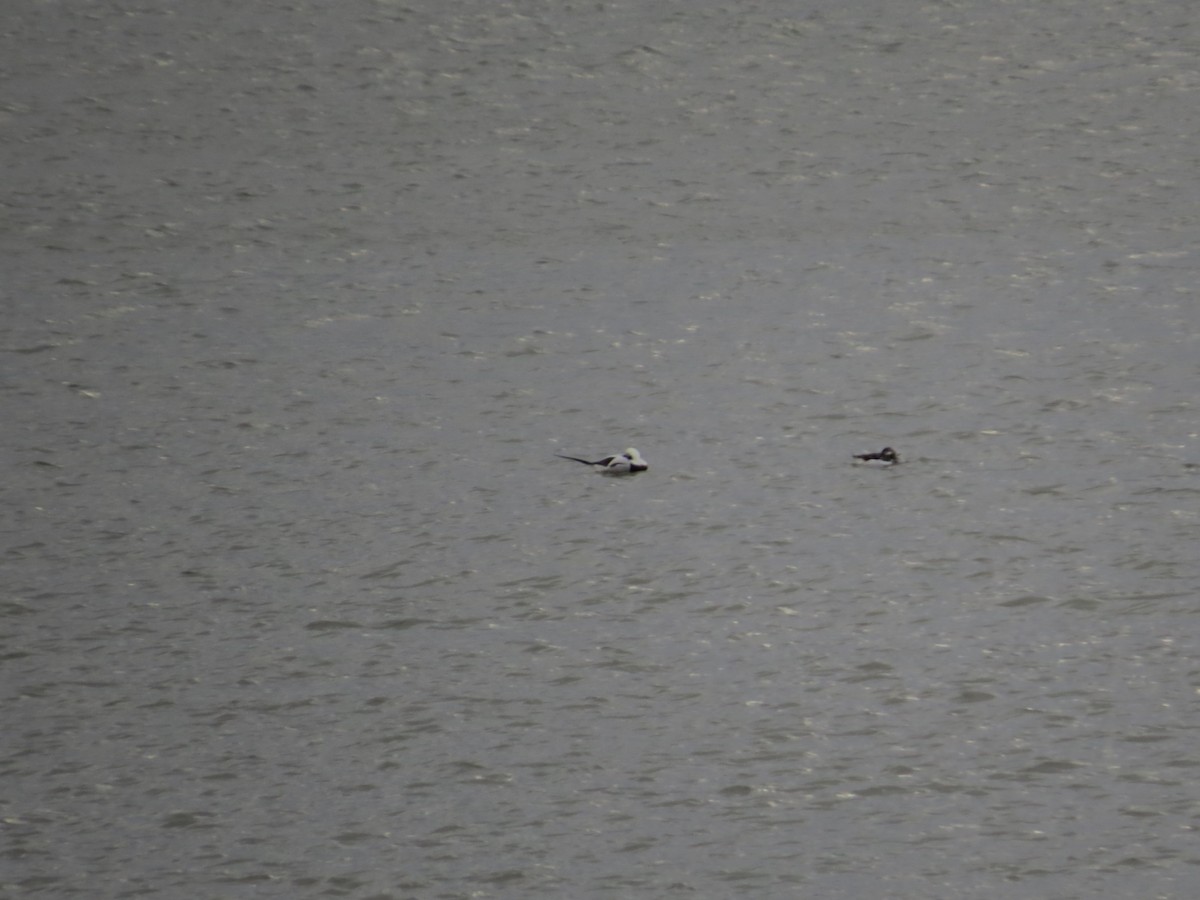 Long-tailed Duck - ML620532084