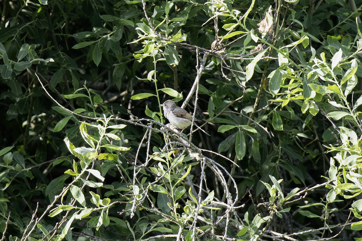 Greater Whitethroat - ML620532086