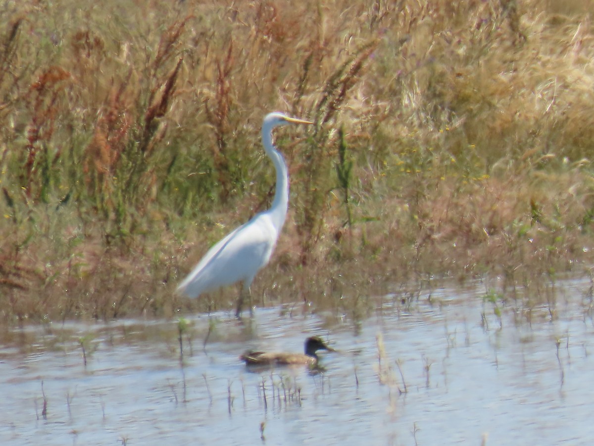 Great Egret - ML620532094