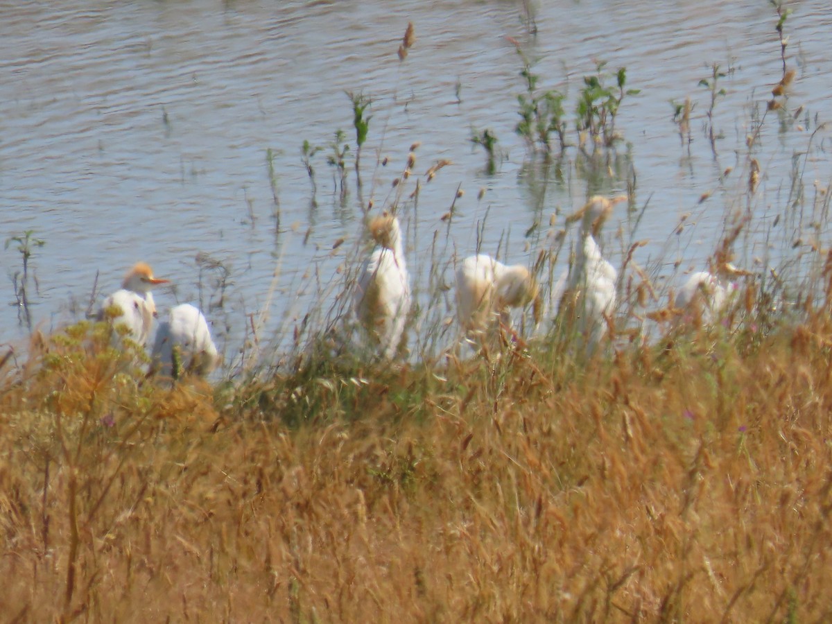 Western Cattle Egret - ML620532096