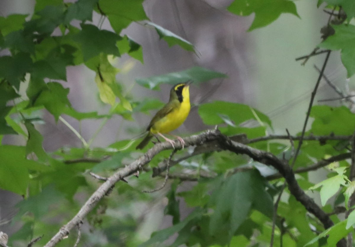 Kentucky Warbler - ML620532102