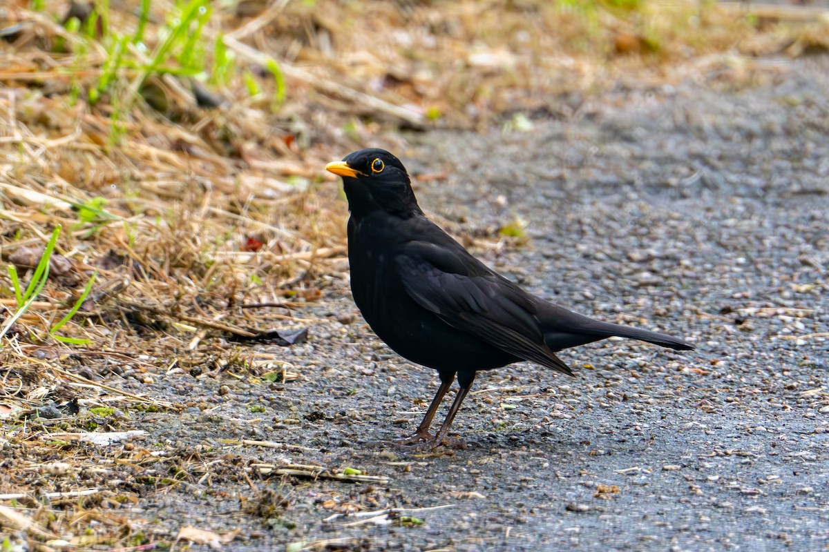 Eurasian Blackbird - ML620532111