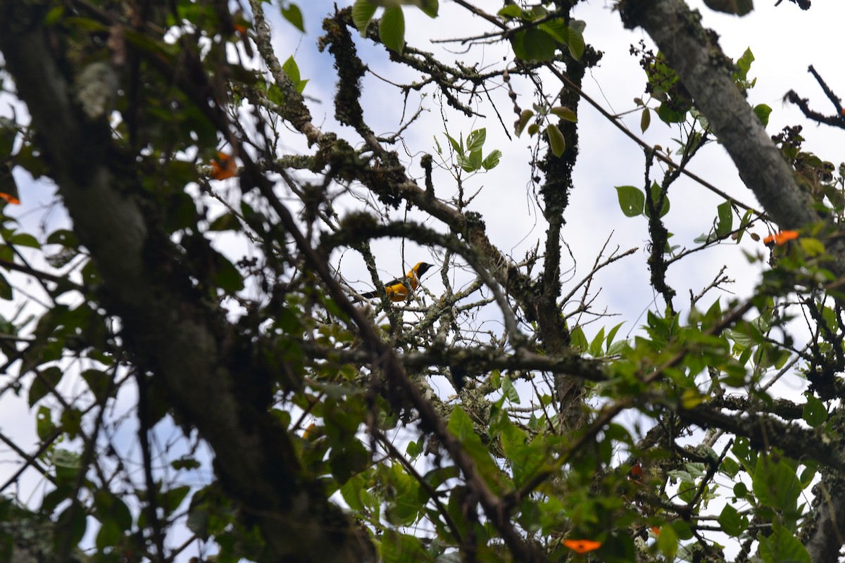 Yellow-backed Oriole - ML620532115