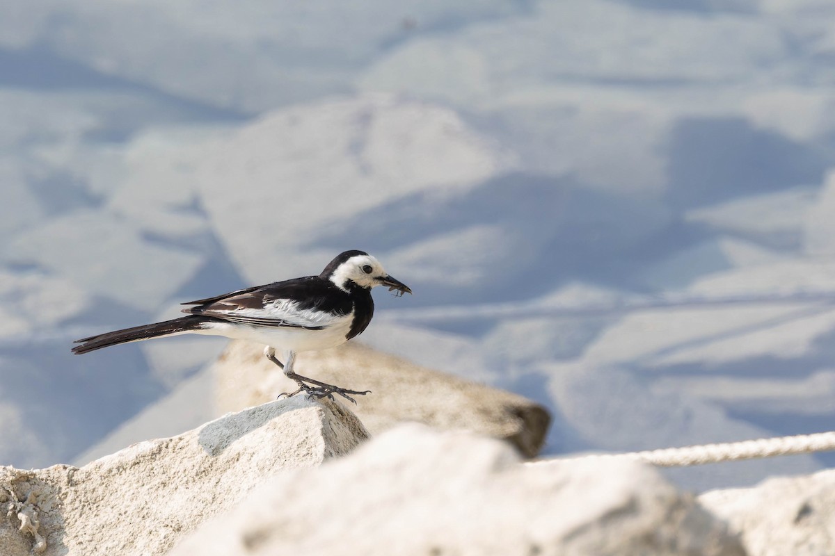 White Wagtail (Chinese) - ML620532119