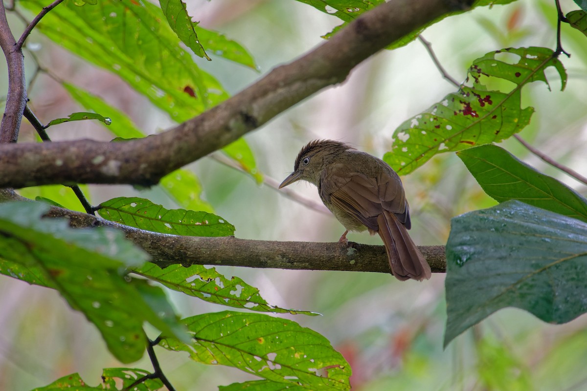 Charlotte's Bulbul - ML620532120