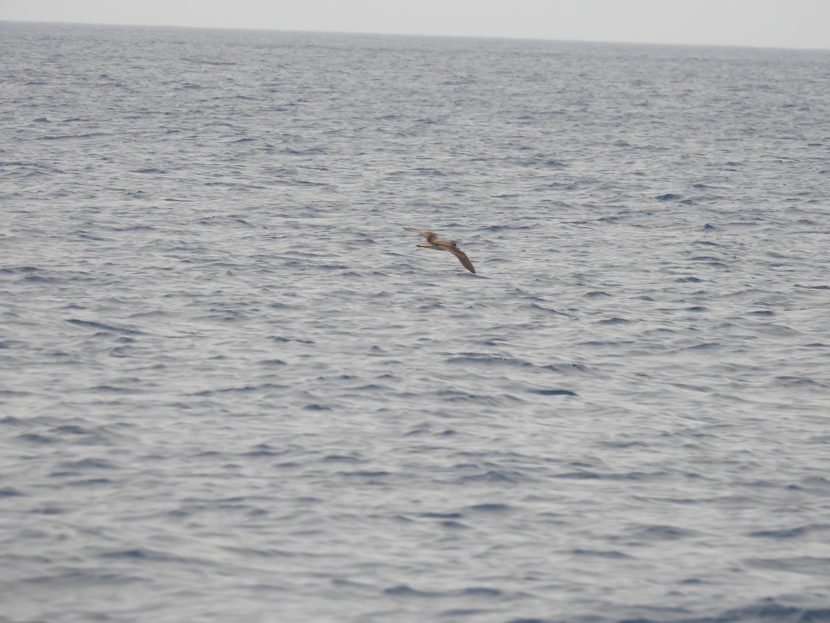 Pardela Cenicienta (mediterránea) - ML620532121