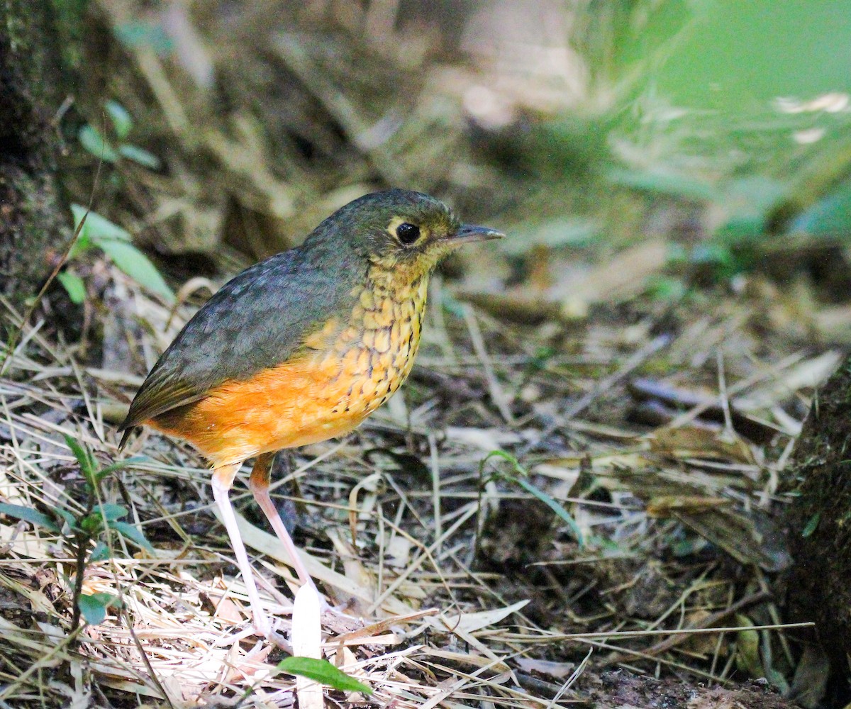 Speckle-breasted Antpitta - ML620532124