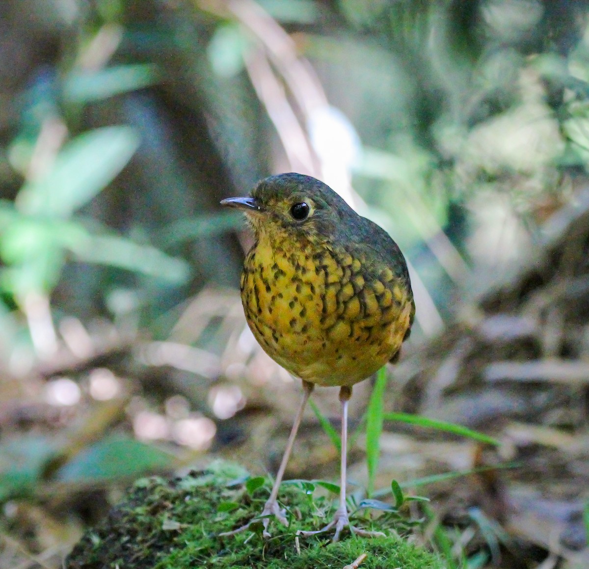 Speckle-breasted Antpitta - ML620532133