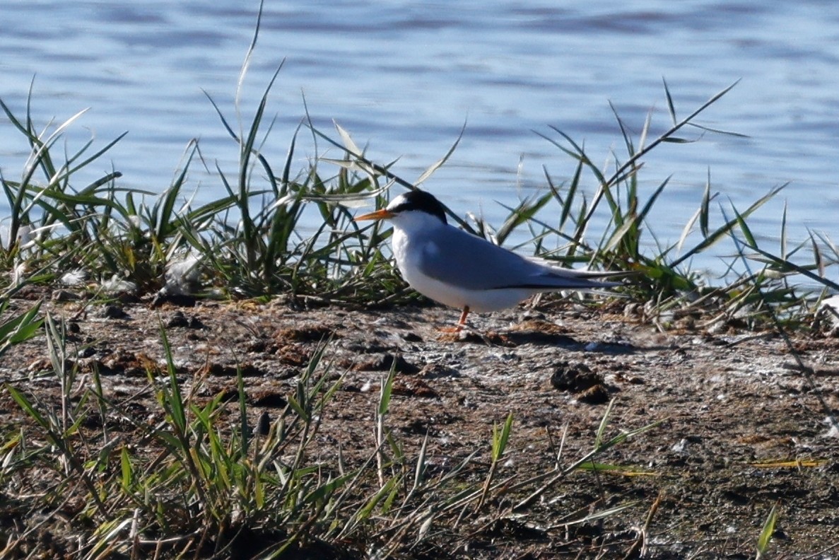 Little Tern - ML620532142