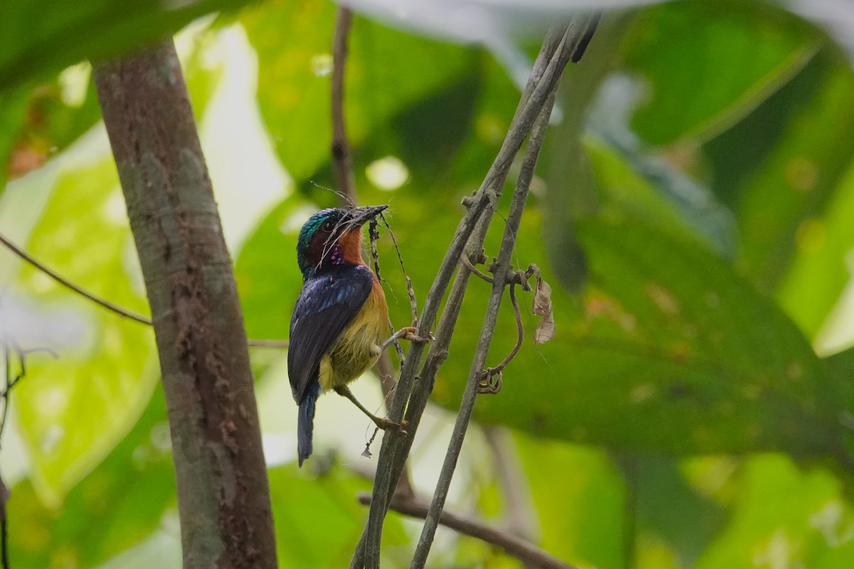 Ruby-cheeked Sunbird - ML620532143