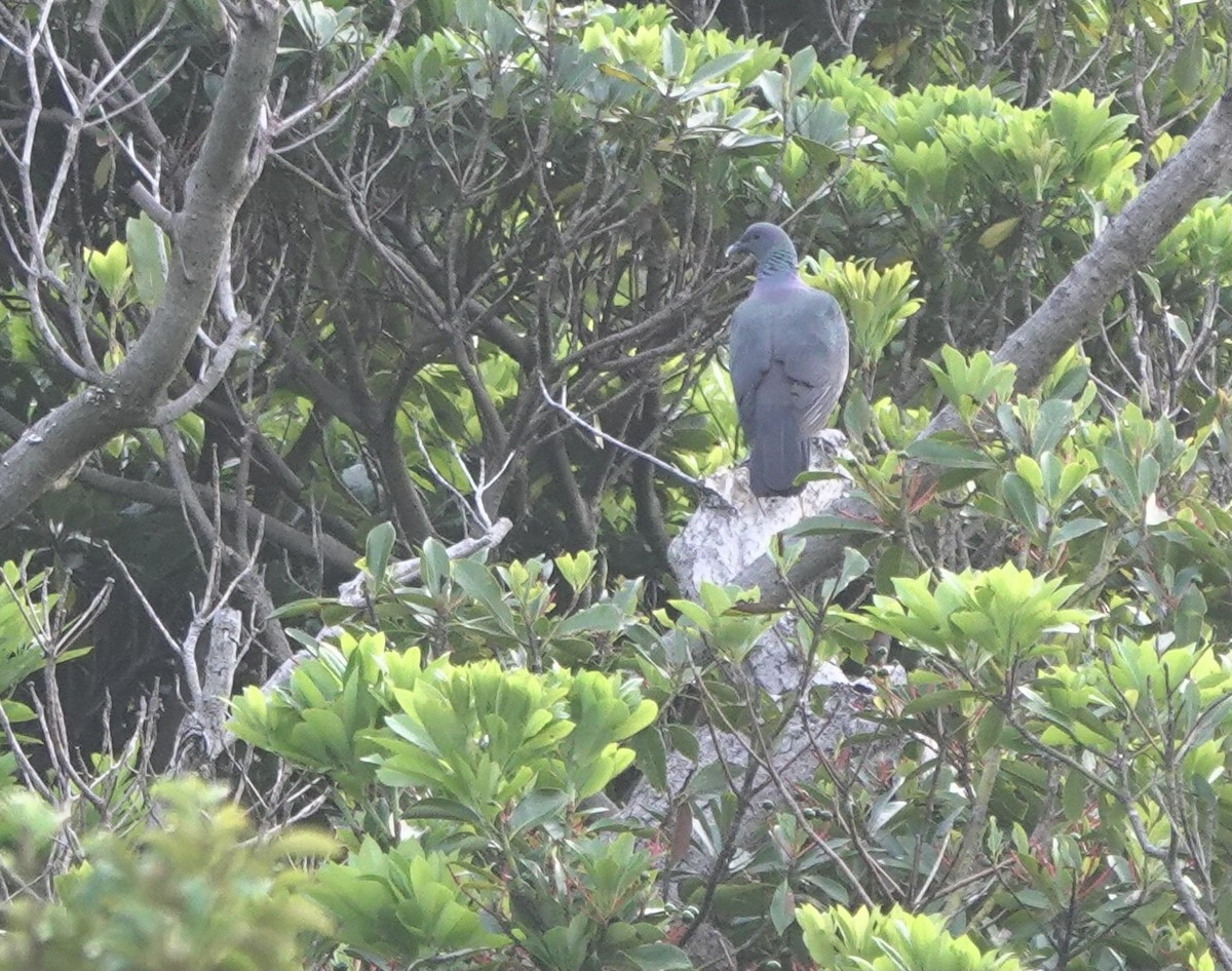 Black Wood-Pigeon - ML620532150