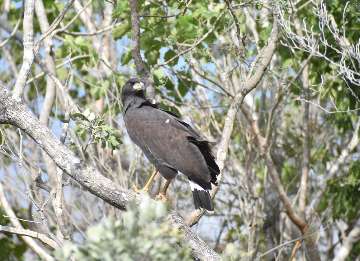 Great Black Hawk - ML620532152