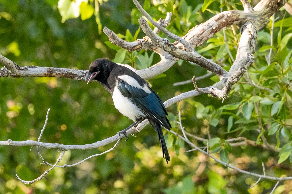 Black-billed Magpie - ML620532154