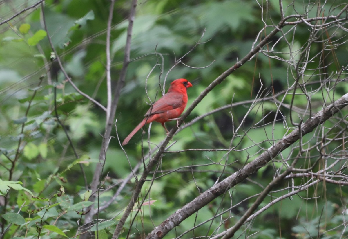 Northern Cardinal - ML620532155