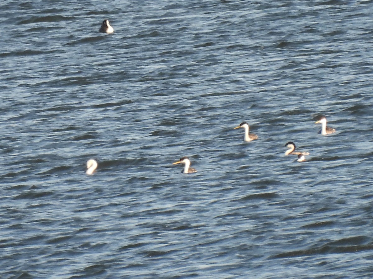 Western Grebe - ML620532158