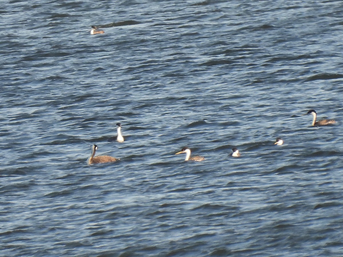 Western Grebe - ML620532160