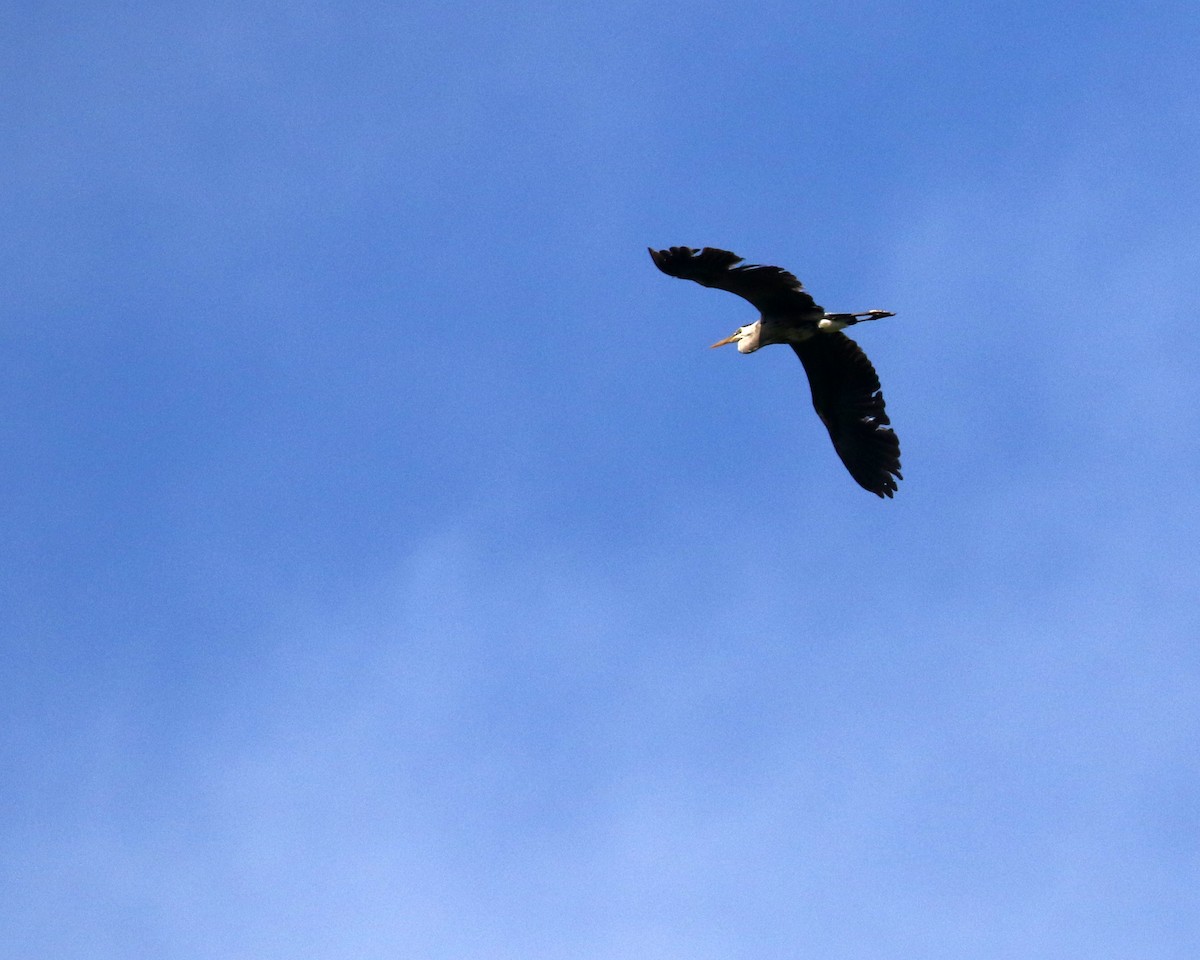 Great Blue Heron - ML620532163