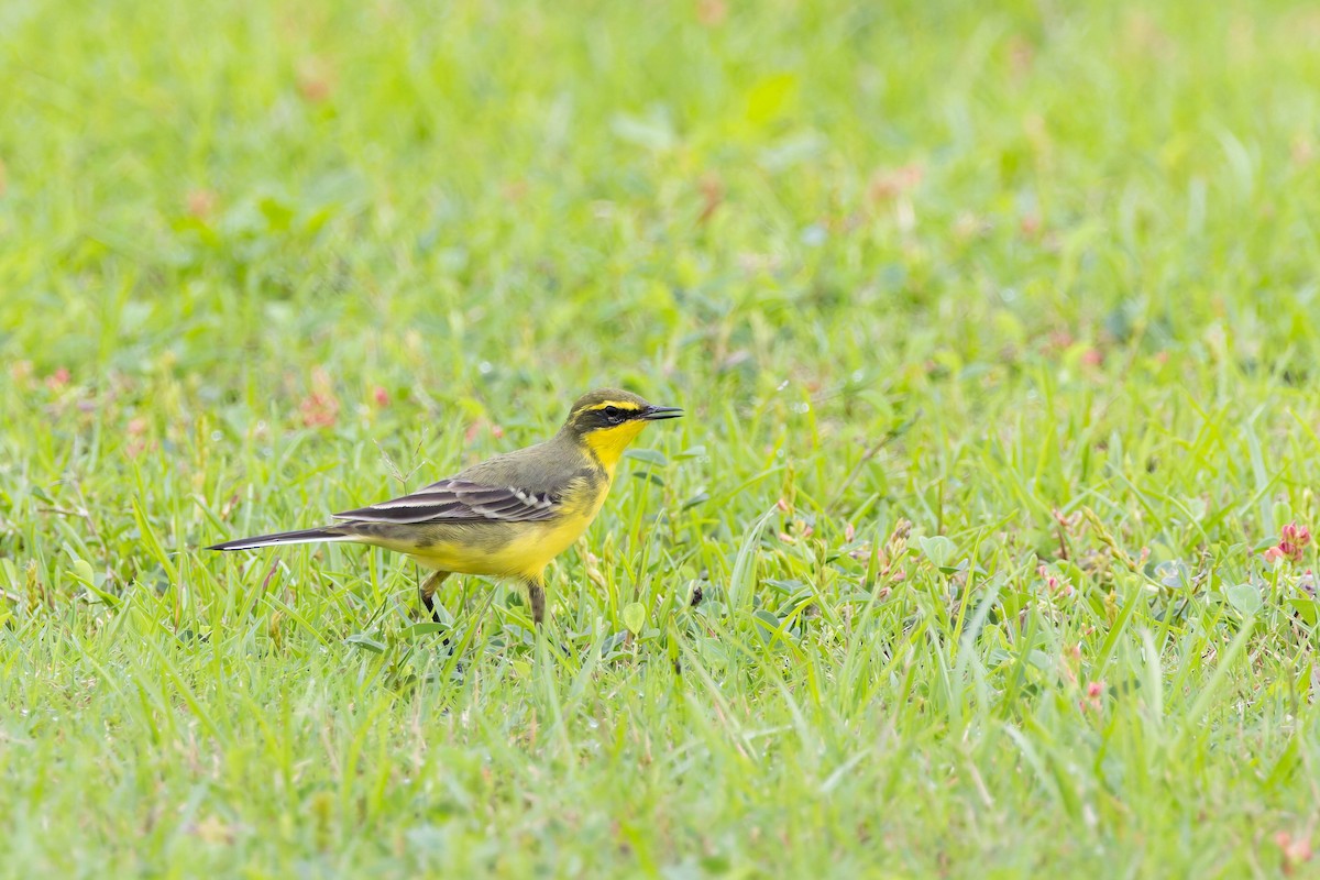 Eastern Yellow Wagtail - ML620532164