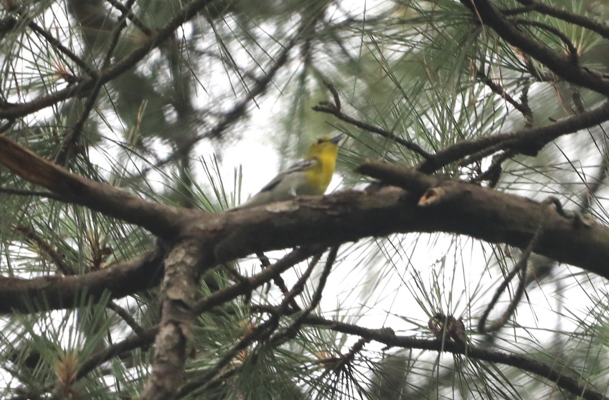 Yellow-throated Vireo - ML620532165