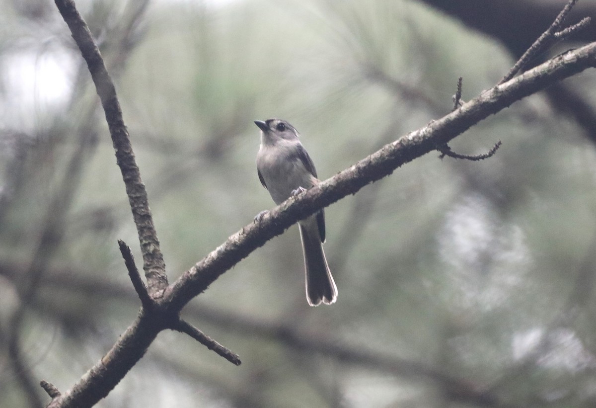 Tufted Titmouse - ML620532167