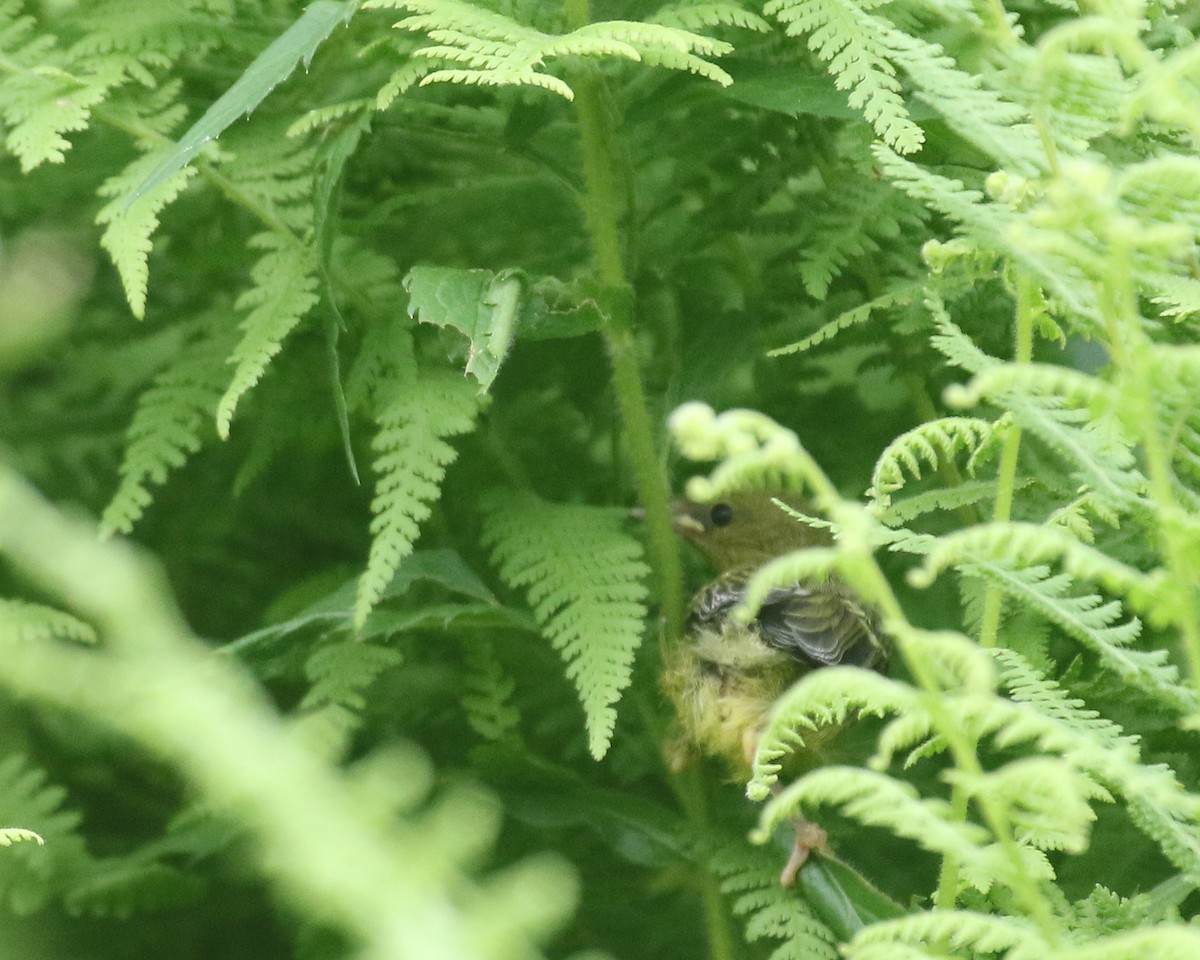 Indigo Bunting - ML620532169