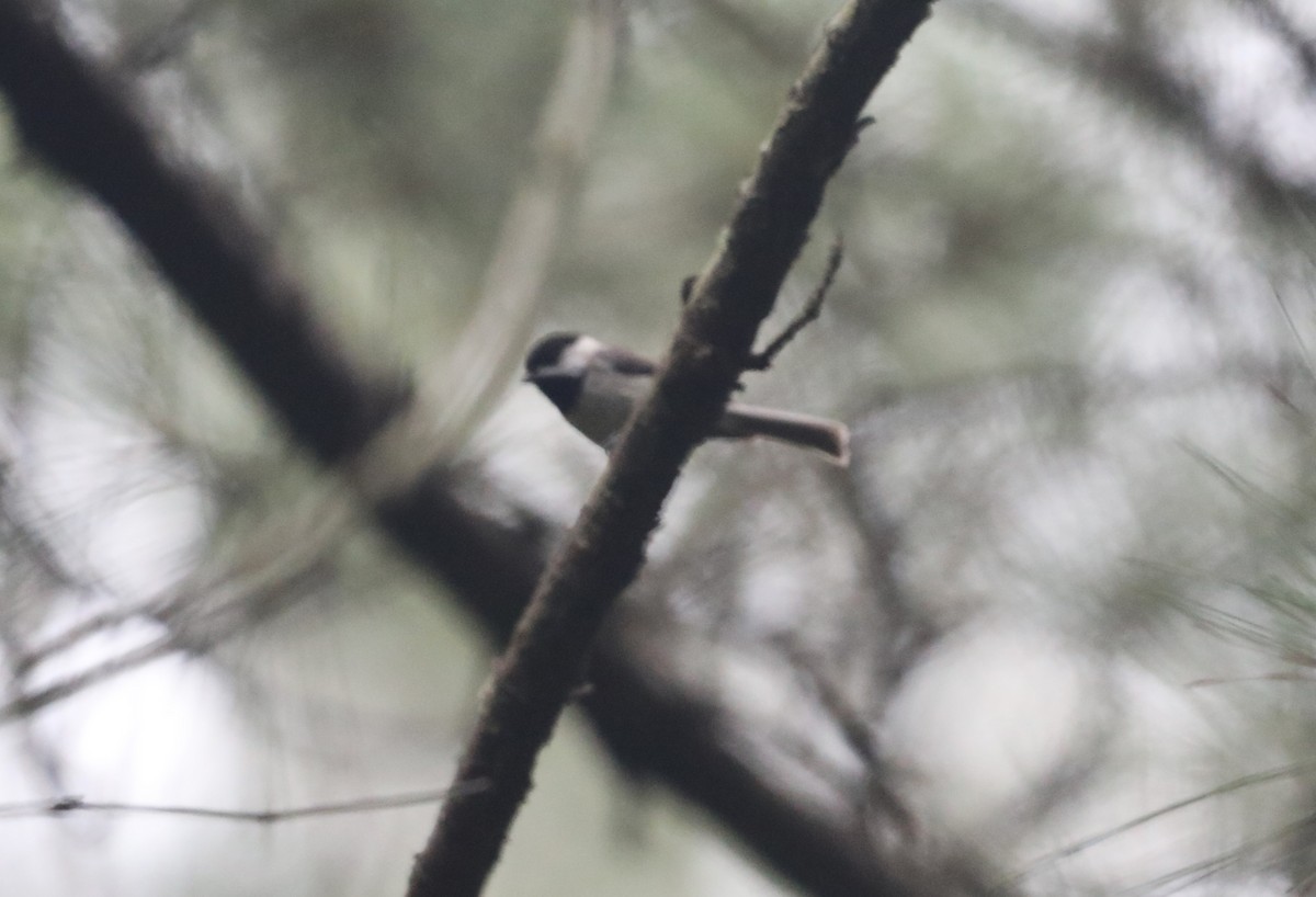 Carolina Chickadee - ML620532172