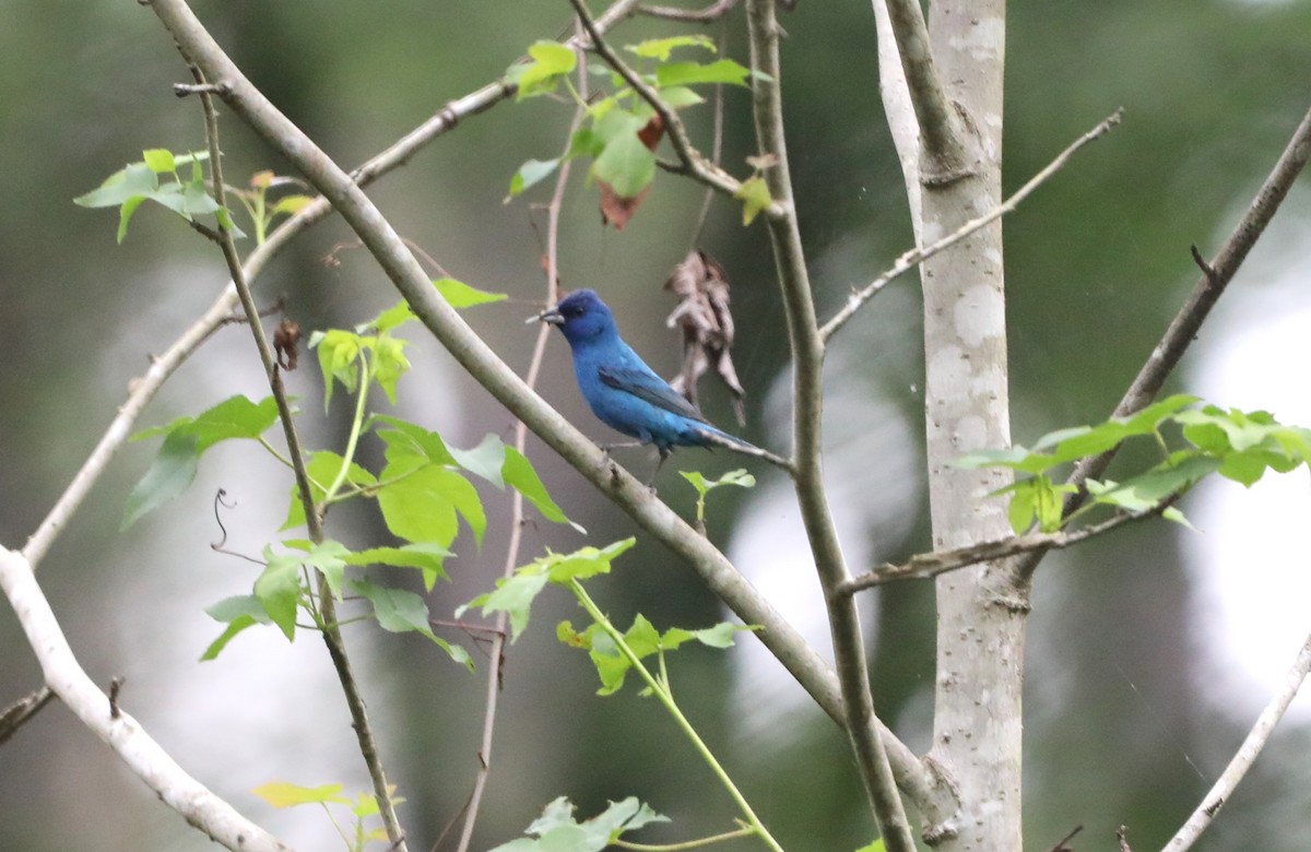 Passerin indigo - ML620532175