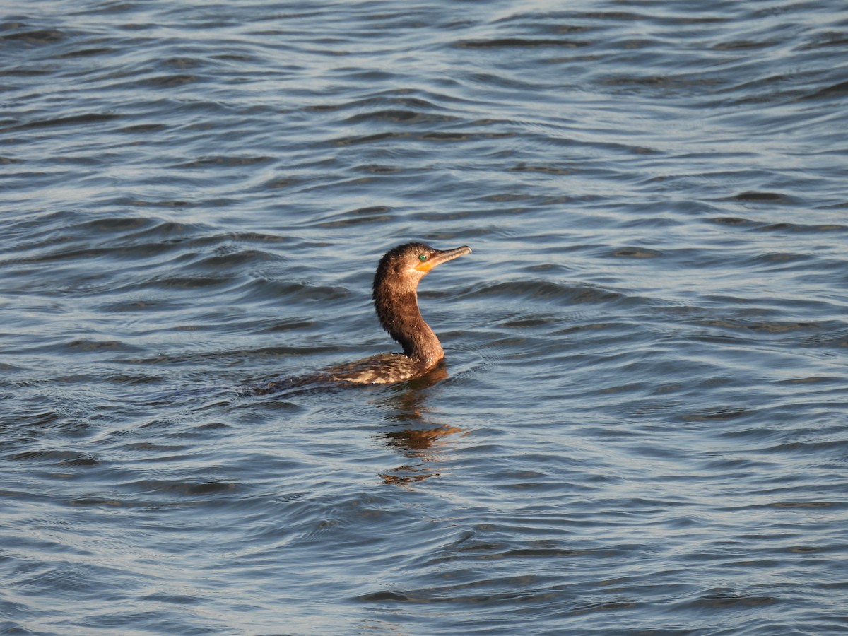 Neotropic Cormorant - ML620532177