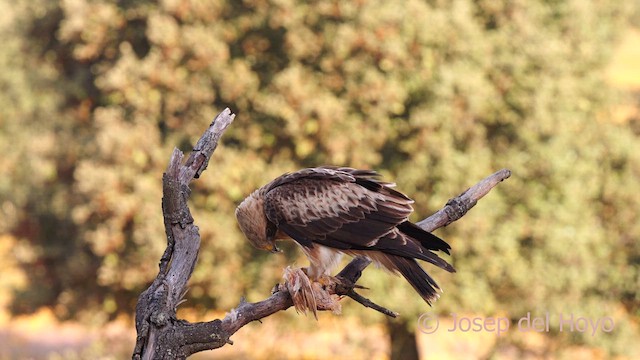 Booted Eagle - ML620532184