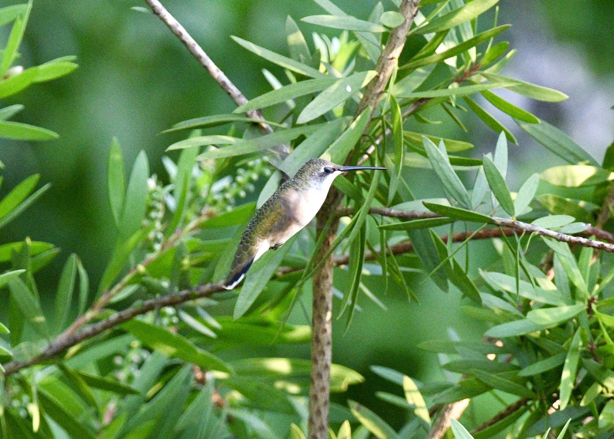 Ruby-throated Hummingbird - ML620532191
