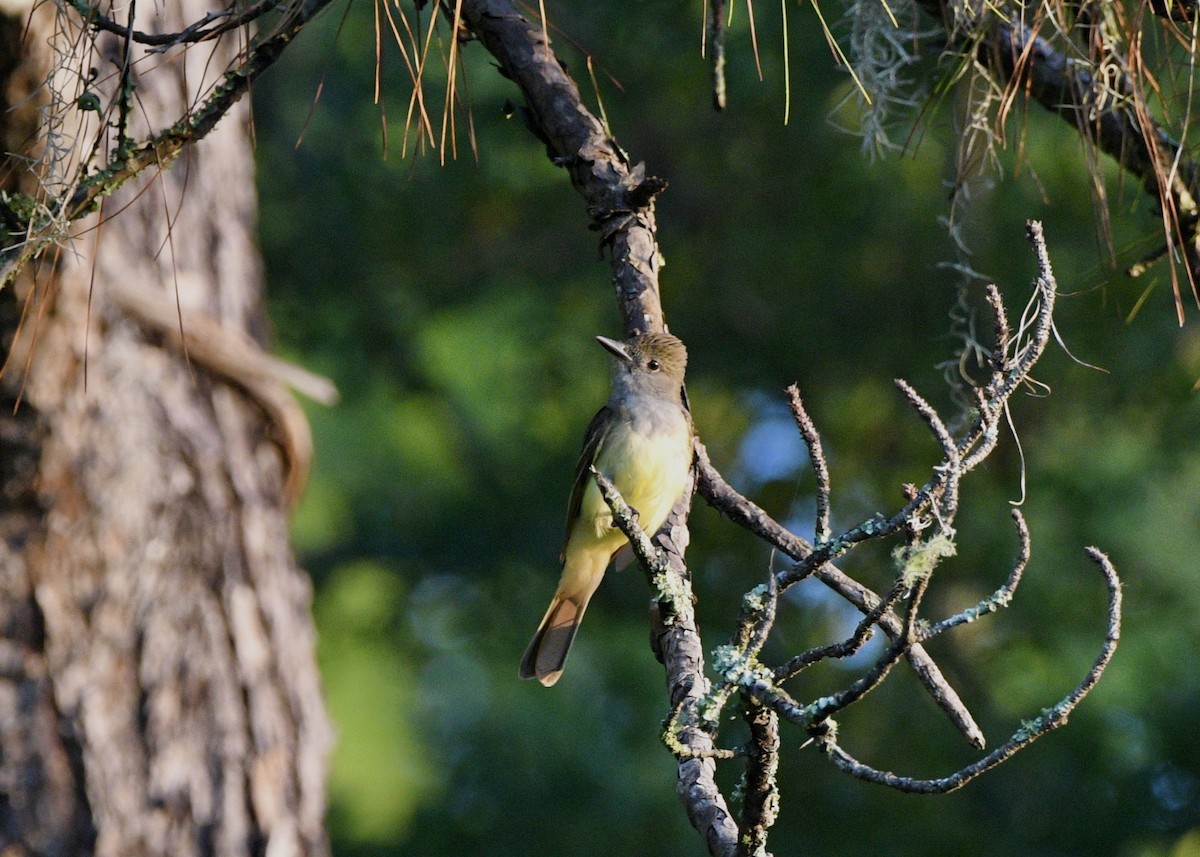 Great Crested Flycatcher - ML620532199