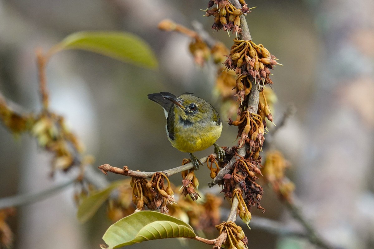 Van Hasselt's Sunbird - ML620532201