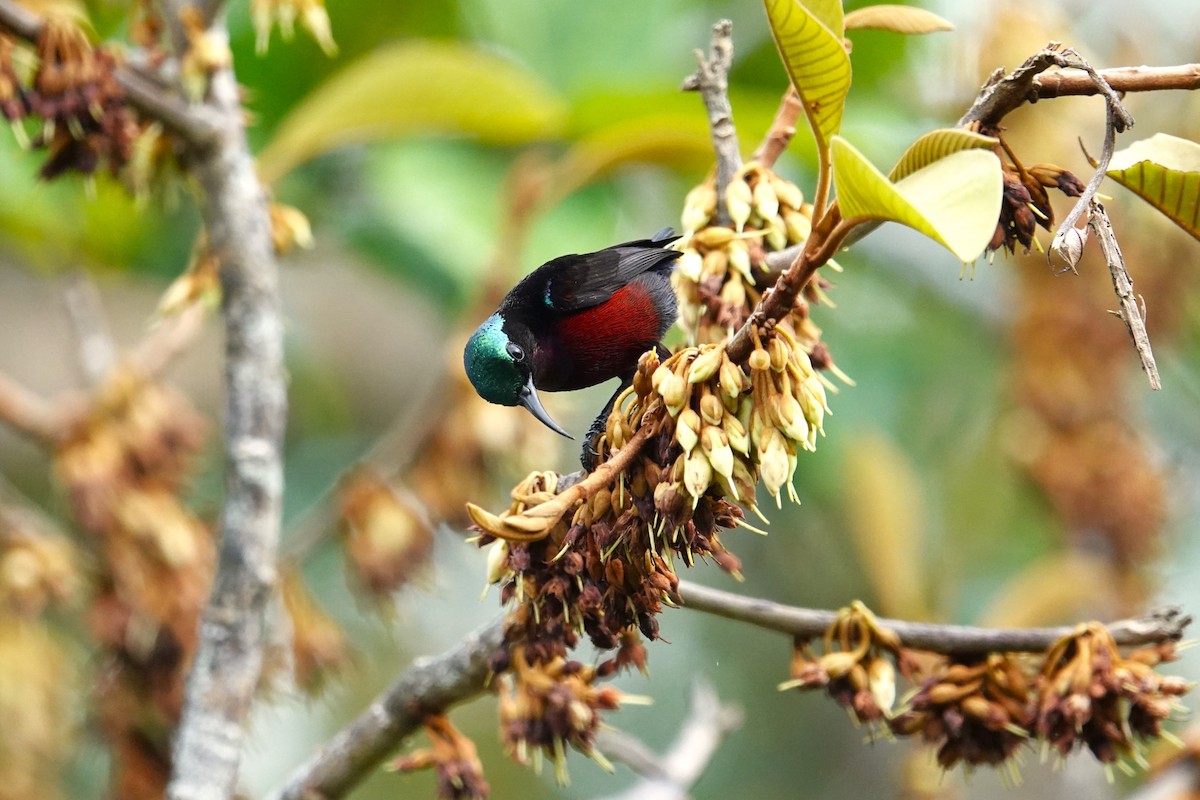 Van Hasselt's Sunbird - ML620532202