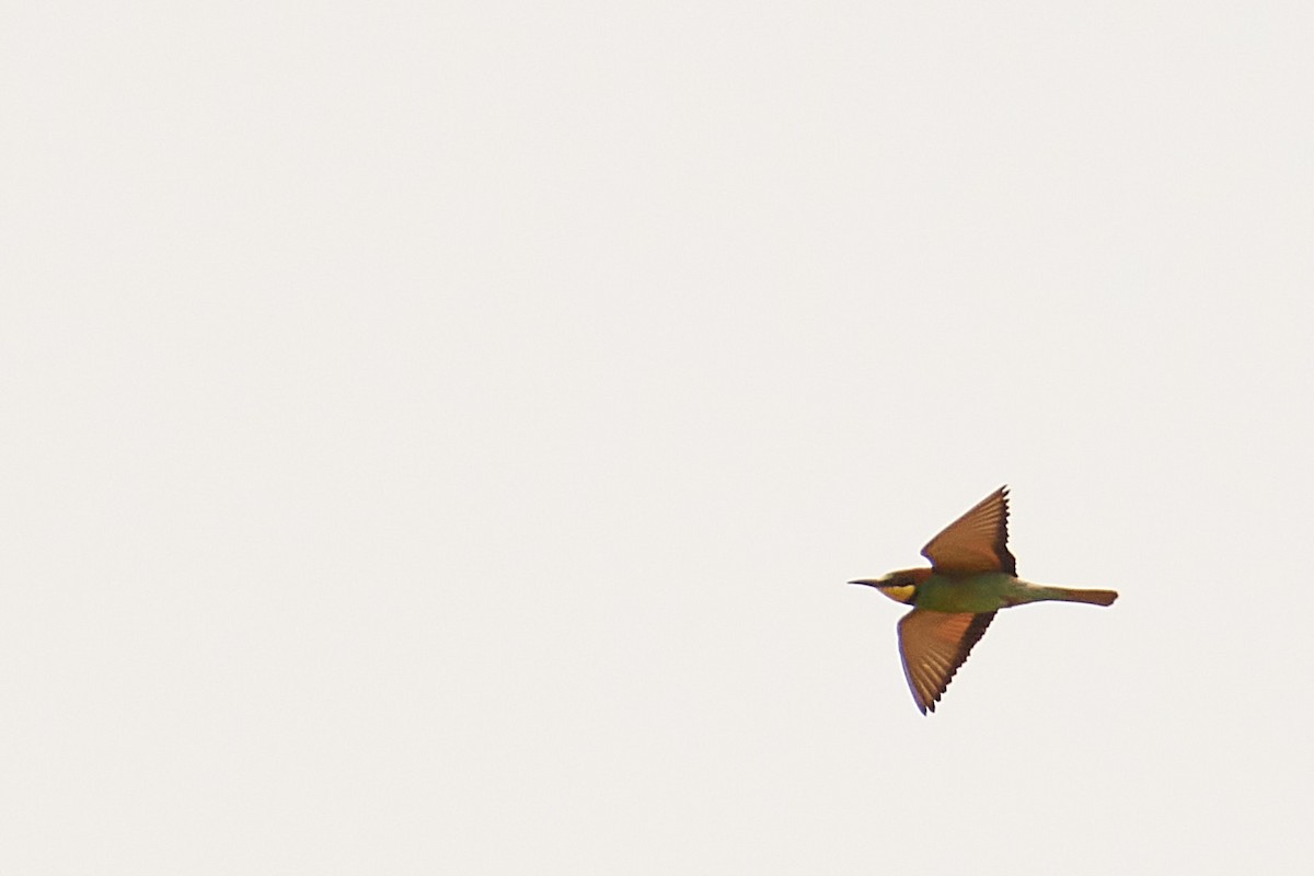 European Bee-eater - ML620532204