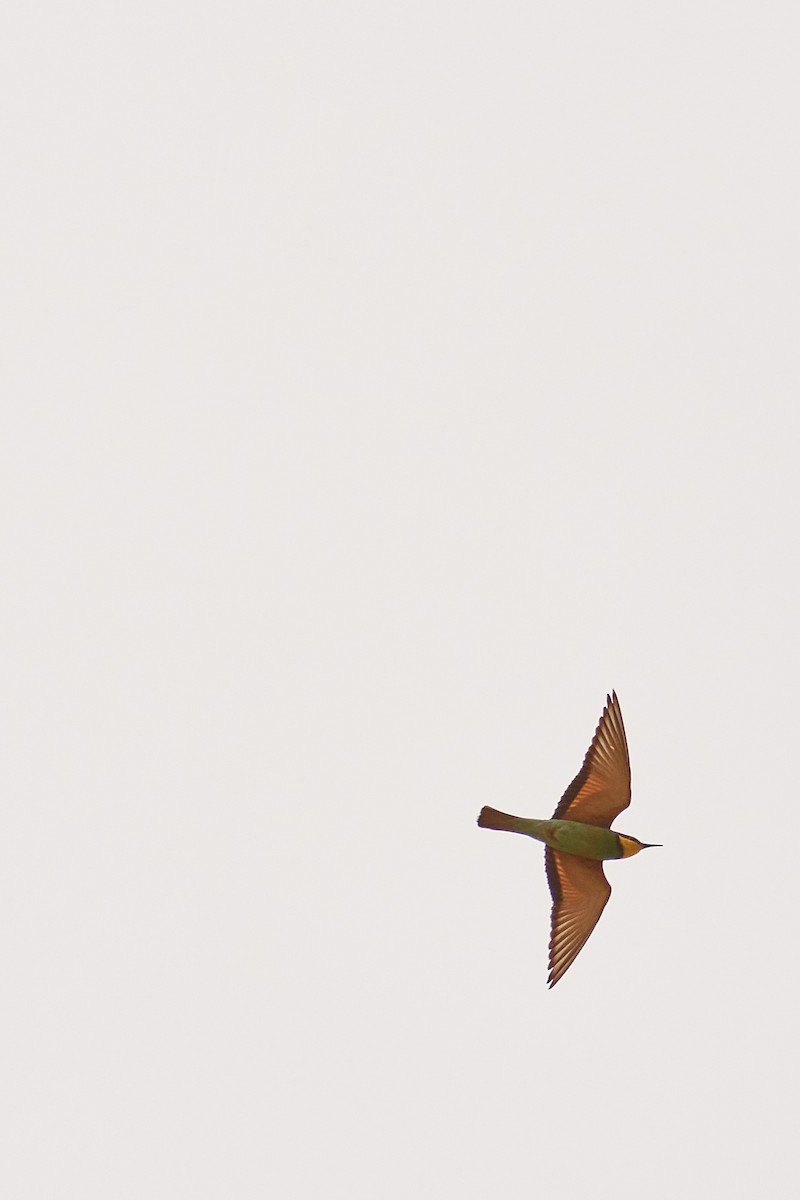 European Bee-eater - ML620532205