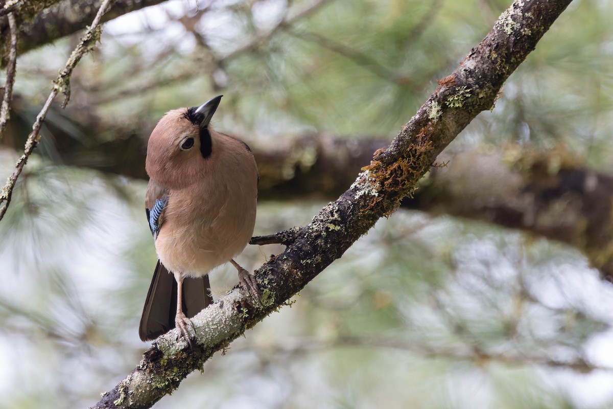 Eurasian Jay - ML620532209