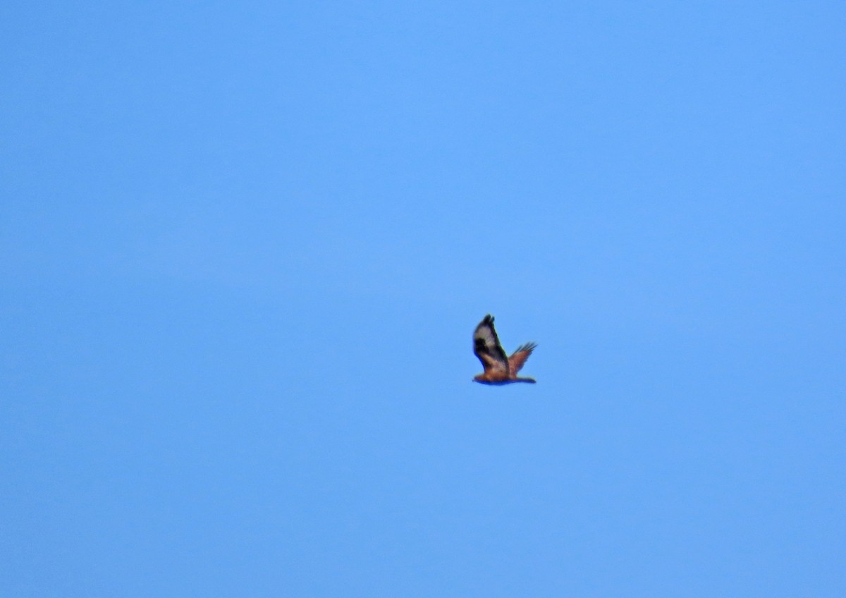 Common Buzzard - ML620532215