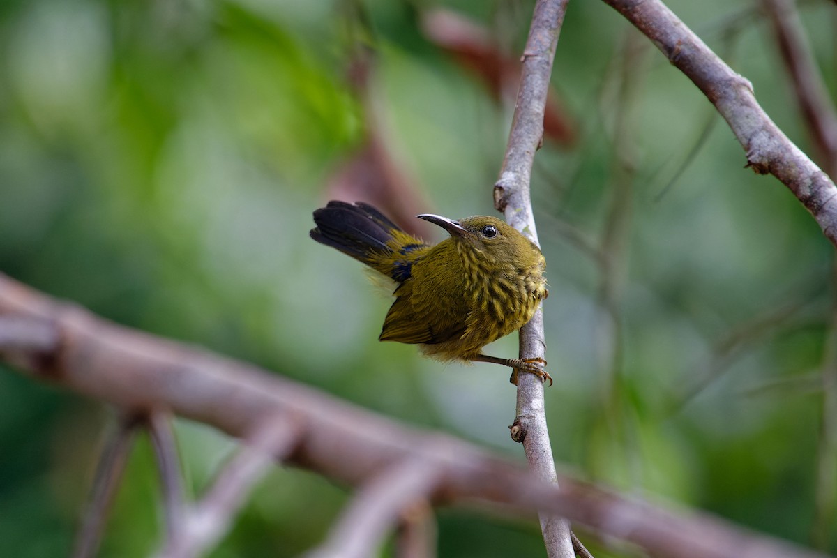 Purple-naped Spiderhunter - ML620532218