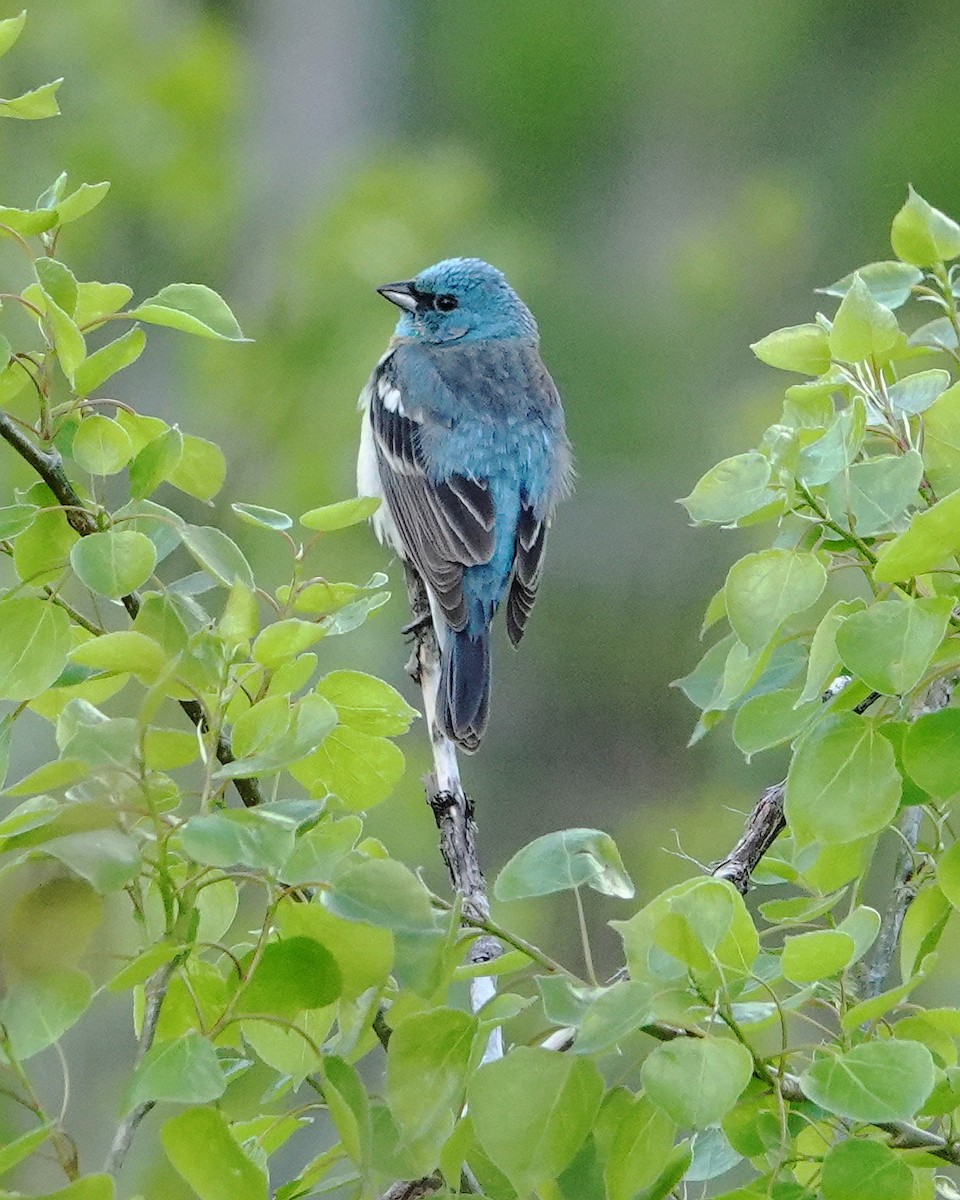 Passerin azuré - ML620532221